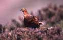 349 Hance Roger - Male Red Grouse